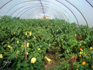 Fermierii din agricultura ecologica pot depune cereri pentru ajutorul de minimis pana in 5 iulie 2015