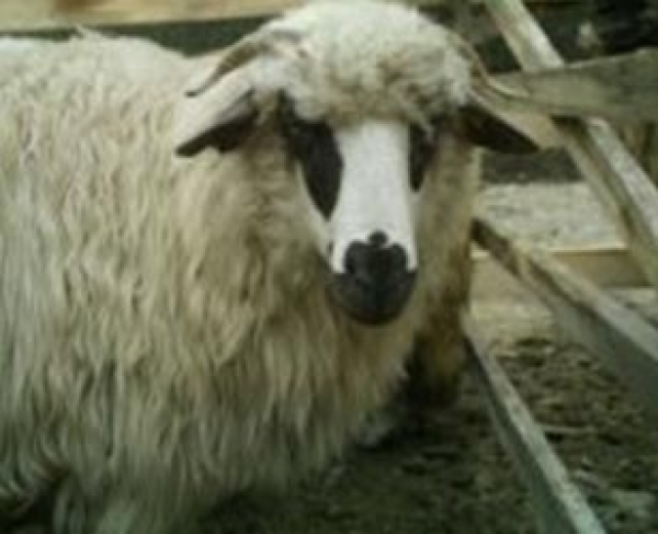 Cum pot beneficia oierii de ajutorul de minimis: 1 leu/kg de lana